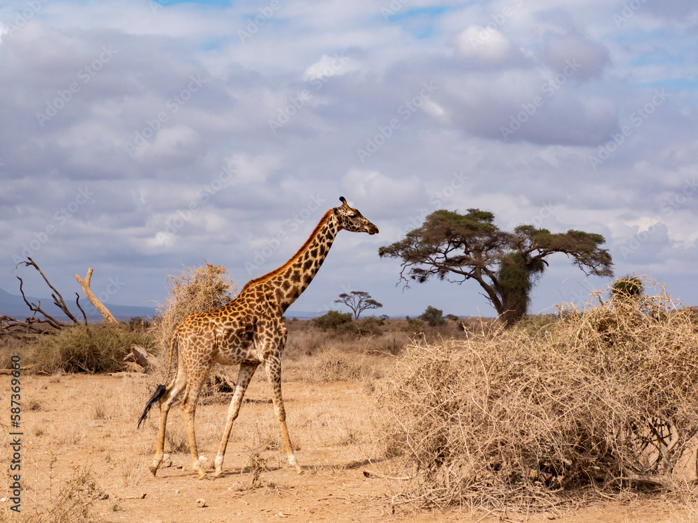 Fototapeta premium Africa
