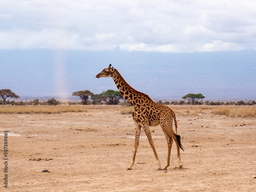 Obraz premium Africa