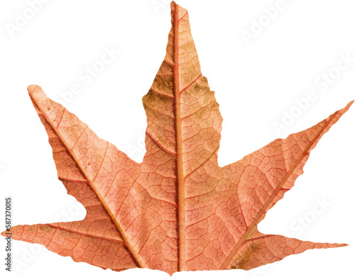 Close-up of brown autumnal leaf