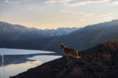early spring mountain landscape with a dog. Corgi Pembroke looks at a mountain lake with icebergs at sunset