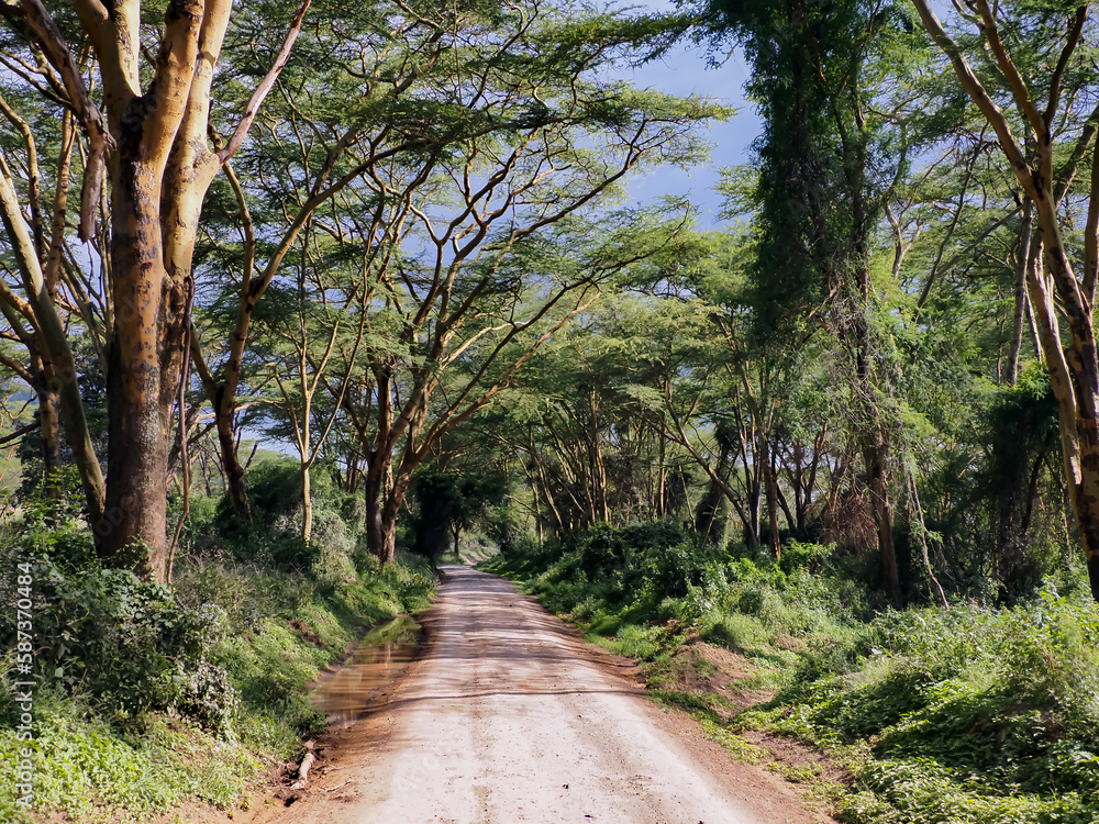 Fototapeta premium Africa