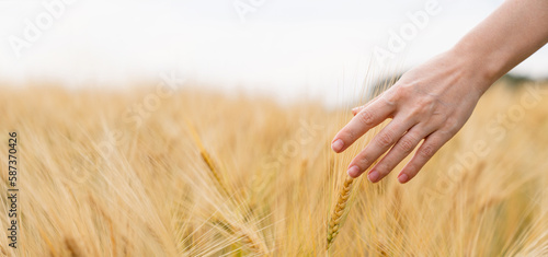 Woman farmer touches the ears of wheat on an agricultural field 