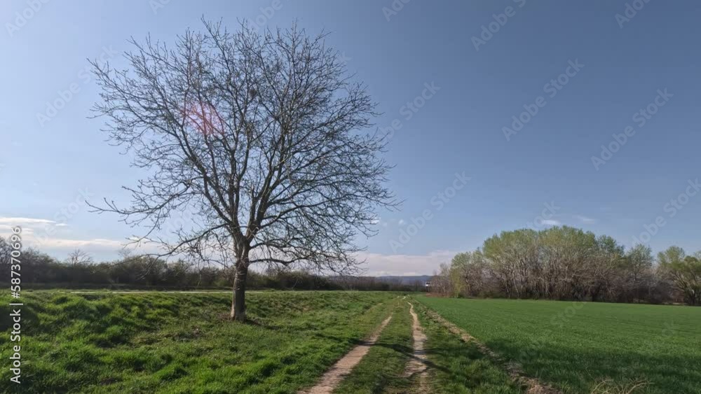 Slow motion. Spring field. The grass turns green. Clear sky. Slow motion. Spring field. The grass turns green. Clear sky.