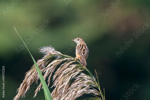 Zitting cisticola or Cisticola juncidis observed in Greater Rann of Kutch, India photo