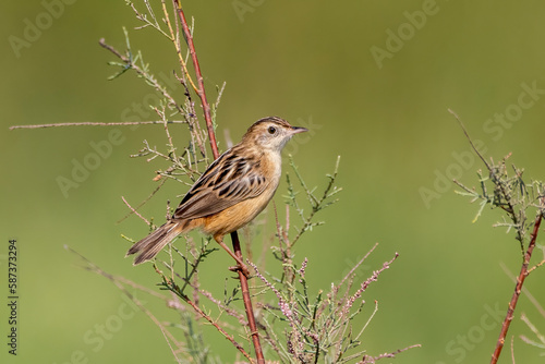 Zitting cisticola or Cisticola juncidis observed in Greater Rann of Kutch, India