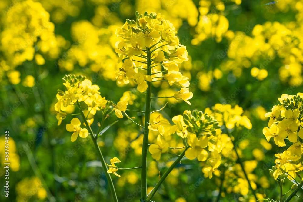Close-up of gorgeous yellow blooming rapeseed in Wiesbaden-Frauenstein/Germany in the Rheingau Close-up of gorgeous yellow blooming rapeseed in Wiesbaden-Frauenstein/Germany in the Rheingau