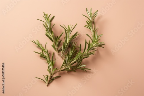  a sprig of rosemary on a pink background with a place for text or a picture of a sprig of rosemary on a pink background with a place for text.  generative ai