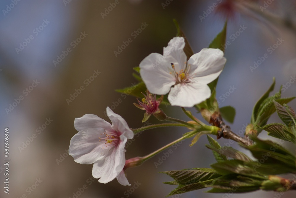 桜