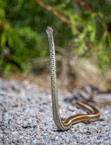 Beautiful Desert Striped Whipsnake Looking at its Surroundings