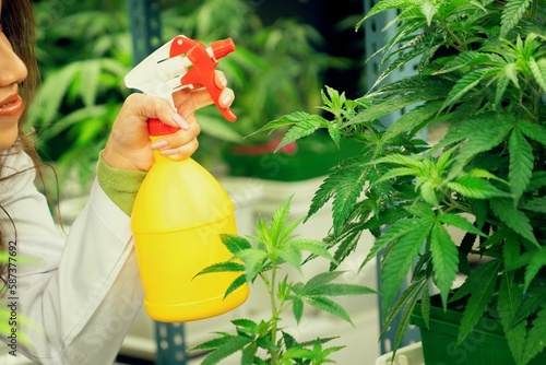 Closeup female scientist farmer using spray bottle on gratifying cannabis plants in the curative indoor cannabis farm, greenhouse, grow facility. Concept of growing cannabis plant for medical purpose. photo