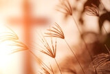Grass flowers and sunlight in the morning and crosses in the background in blurred style.