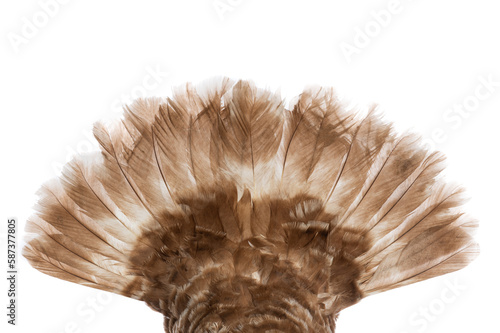 brown turkey tail isolated on white