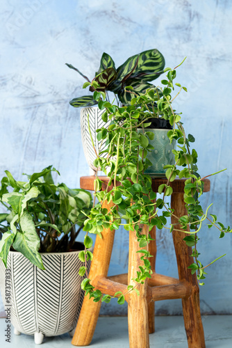 house plants arrangement