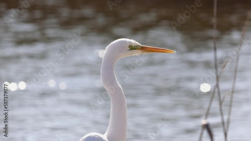 Video of Great egret or Ardea alba white delicate bird heron family close-up portrait in the water