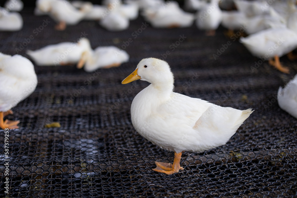 Obraz premium Lots of white duck in the field