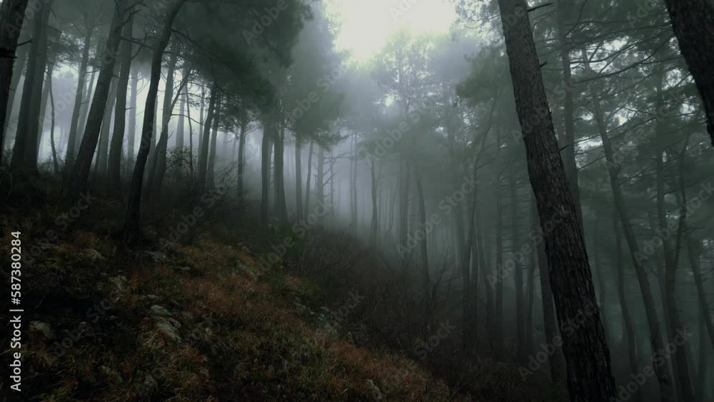mystical pine forest on the mountainside in a misty haze is very beautiful and atmospheric mystical pine forest on the mountainside in a misty haze is very beautiful and atmospheric