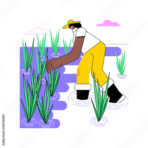 Rice growing isolated cartoon vector illustrations. Young farmer growing rice, agriculture harvest production, agribusiness industry, processing-manufacturing sector vector cartoon.