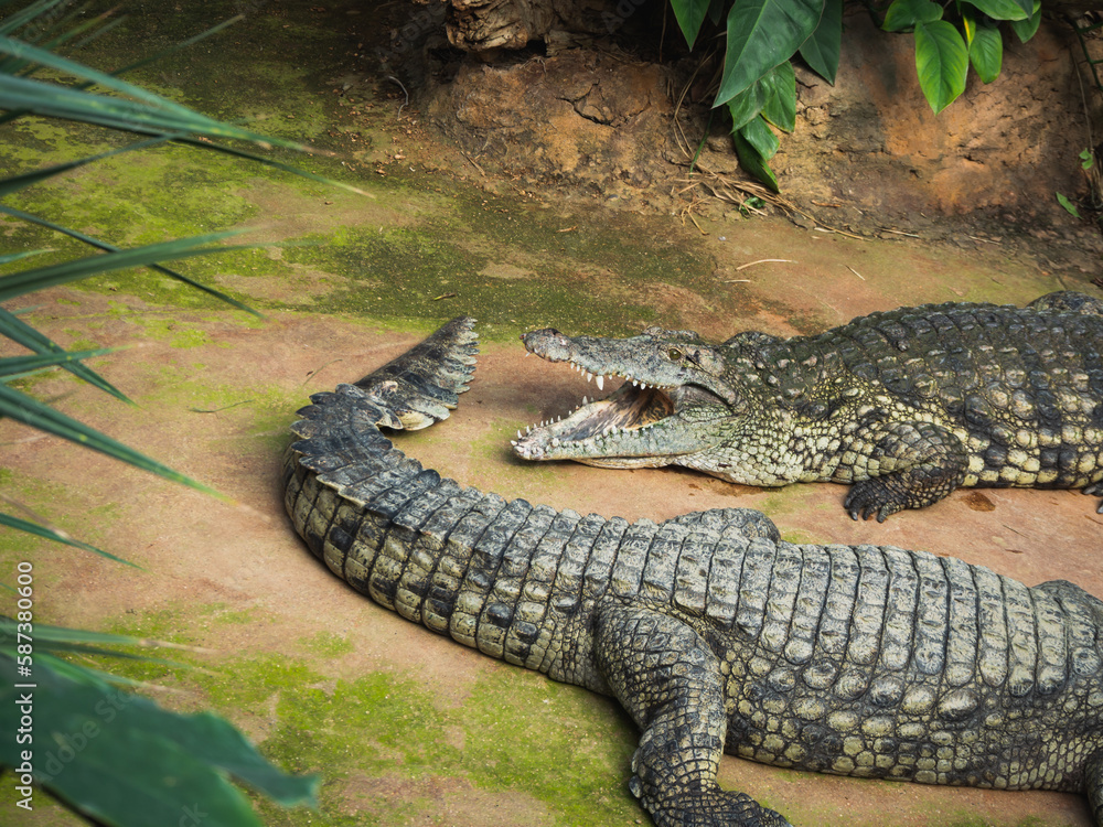 Crocodiles in the farm of crocodiles at Pierrelatte in the department of Drôme in France Crocodiles in the farm of crocodiles at Pierrelatte in the department of Drôme in France
