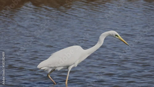 Great egret or Ardea alba white delicate bird heron family fishing in the water