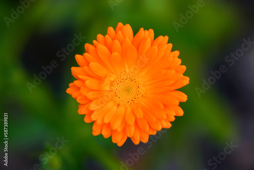 Blooming calendula on a green background.