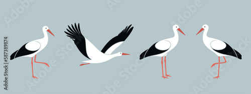 Stork set. Isolated stork on white background