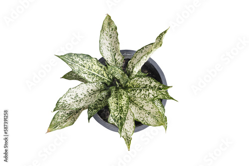 Top view of pot plant isolated on transparency background
