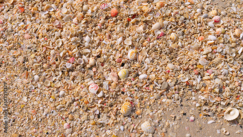 Many small sea shells lie on the sand. Seashore, beach. View from above.