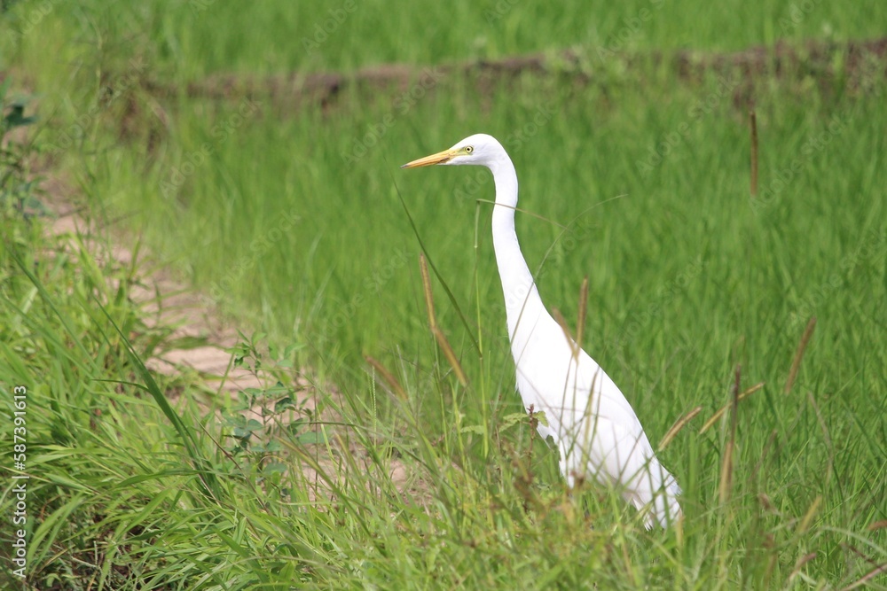 great egret in a paddy field, Anuradhapura, Sri Lanka great egret in a paddy field, Anuradhapura, Sri Lanka