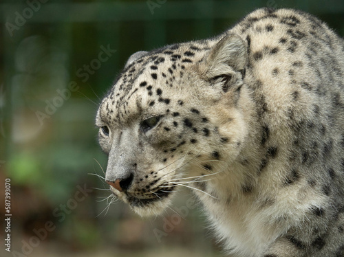 leopard, snow panther, snow leopard, pantera de las nieves, animal, leopardo de las nieves, panthère des neiges, léopard des neiges, panthère, léopard