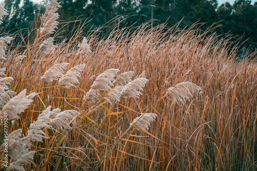 reeds in the wind