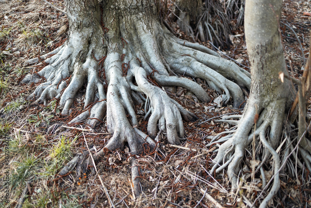 Close-up tree roots and green forest. big tree with visible big roots.