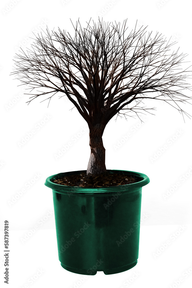 Obraz premium Image of bare tree