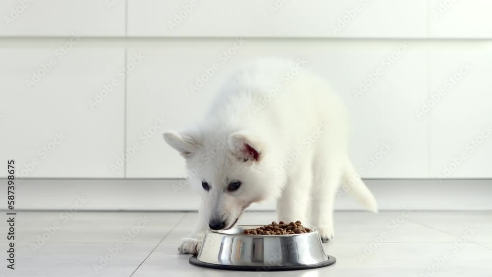 White Swiss Shepherd puppy eating dry food from a metal bowl in a