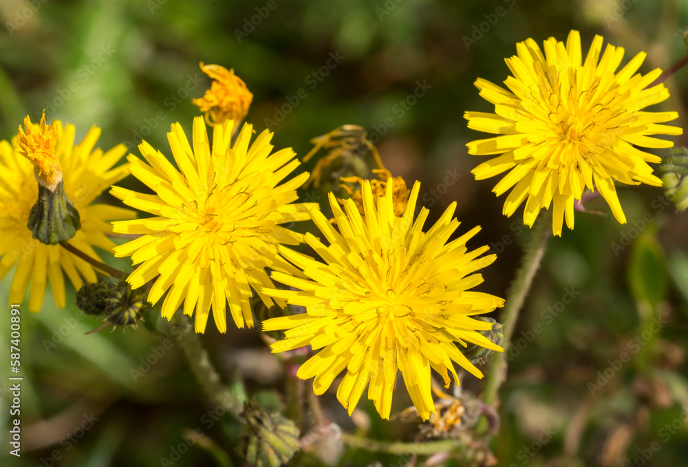 Sonchus tenerrimus, grespino sfrangiato Sonchus tenerrimus, grespino sfrangiato