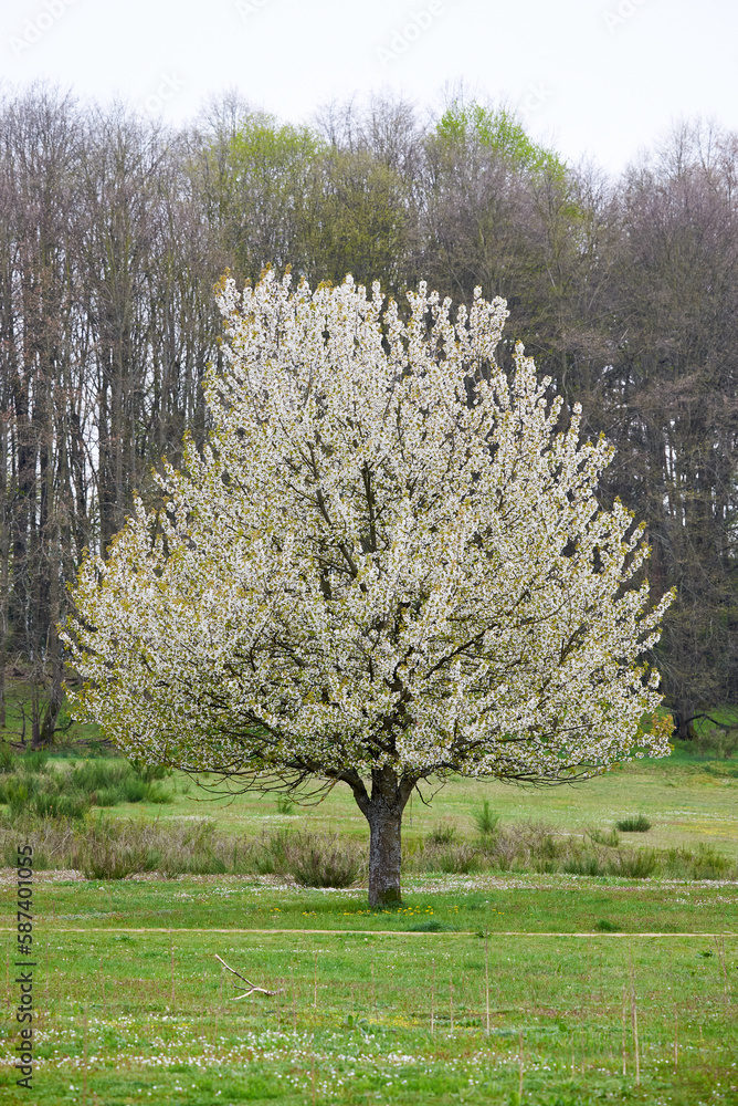 Hainberg, a nature reserve in spring season in Nuremberg, Germany Hainberg, a nature reserve in spring season in Nuremberg, Germany