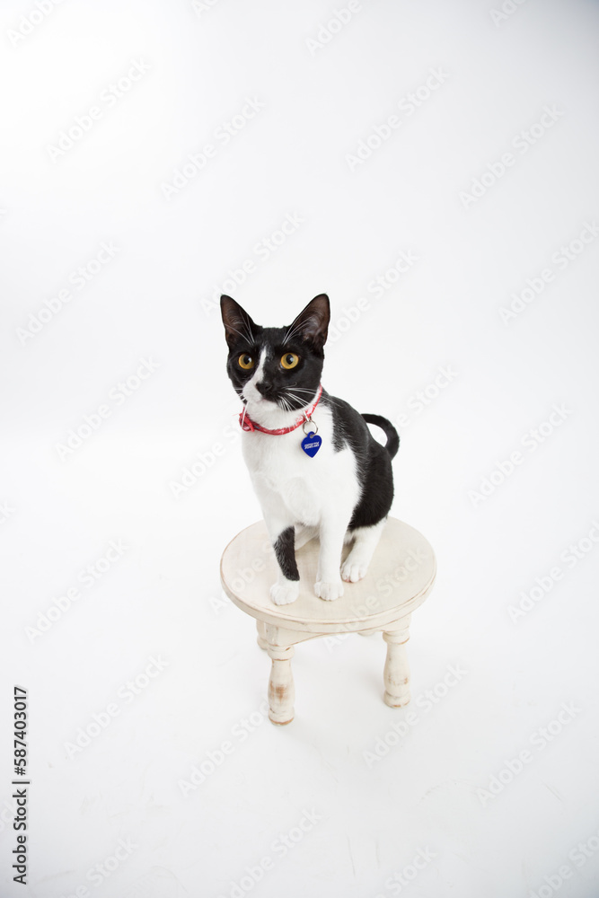 Black and white cat on a white background domestic animal