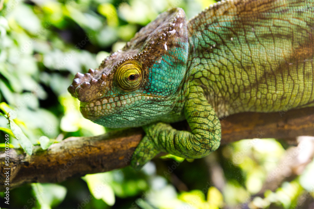 Close-up of a colorful chameleon on a branch with an open eye
