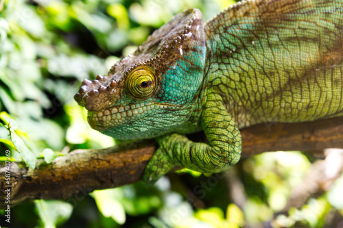 Close-up of a colorful chameleon on a branch with an open eye 