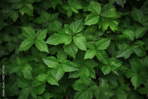 Green leaves background, green leaves background, green leaves background, green leaves background