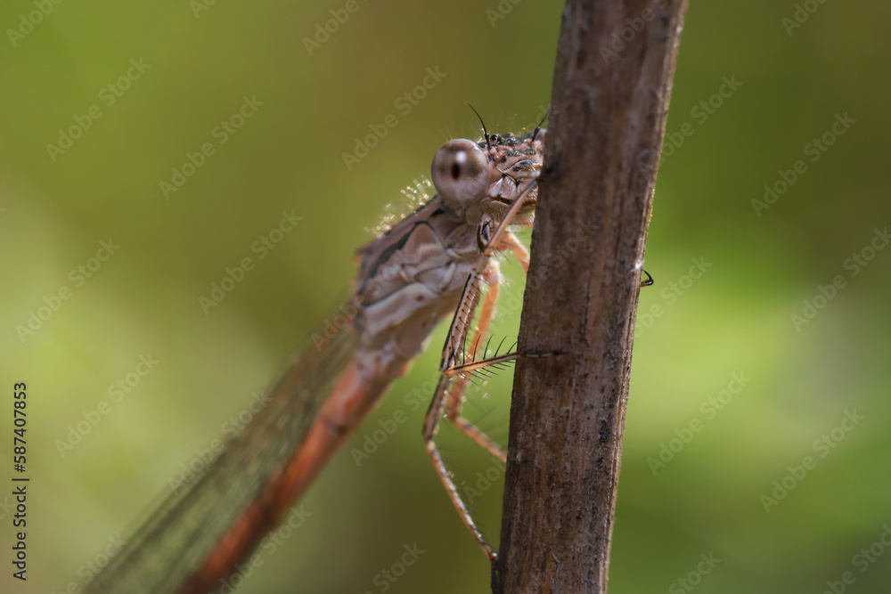 A dragonfly (Coenagrionidae) sits on a dry grass stalk. Transparent wings with a strict pattern are folded along the body. A dragonfly (Coenagrionidae) sits on a dry grass stalk. Transparent wings with a strict pattern are folded along the body.