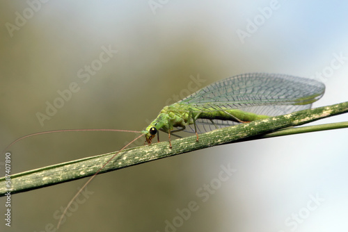 A beautiful Lacewing (Chrysopidae) sits on a grass stalk on a sunny summer day.