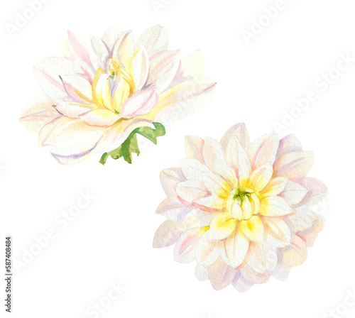Watercolor white wedding dahlias flowers DIY individual element. Hand painted realistic botanical illustration isolated on white background for cards, invitations and posters © Salnikova Watercolor