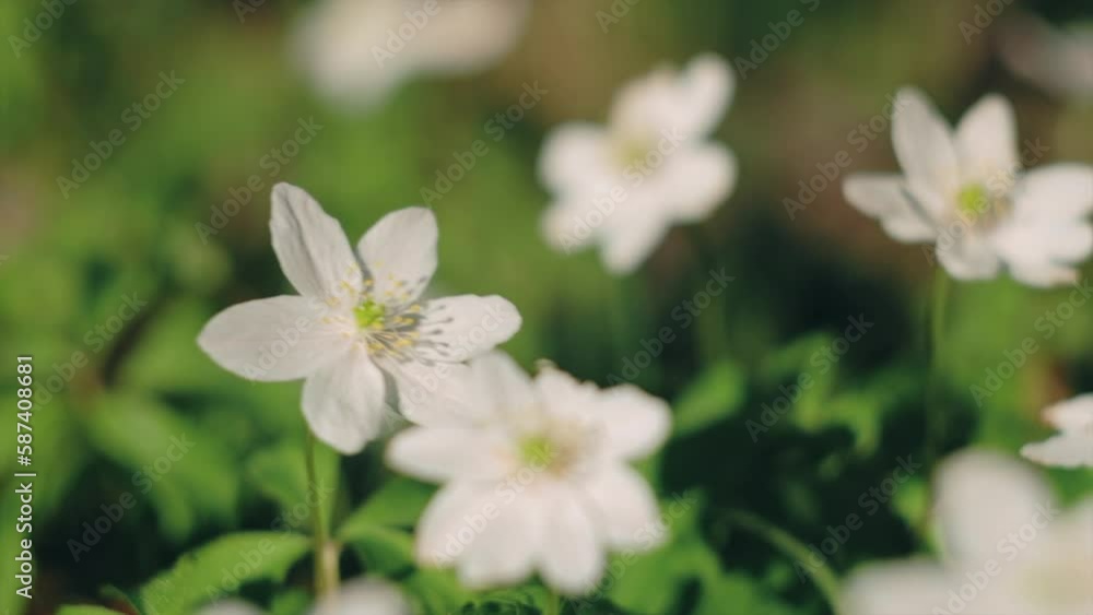 Close up of beautiful fresh white flowers at calm spring morning day. Vibrant and peaceful outdoors and wild nature. Ecology concept. Beauty world. Snowdrop nemorosa. Slow motion Close up of beautiful fresh white flowers at calm spring morning day. Vibrant and peaceful outdoors and wild nature. Ecology concept. Beauty world. Snowdrop nemorosa. Slow motion