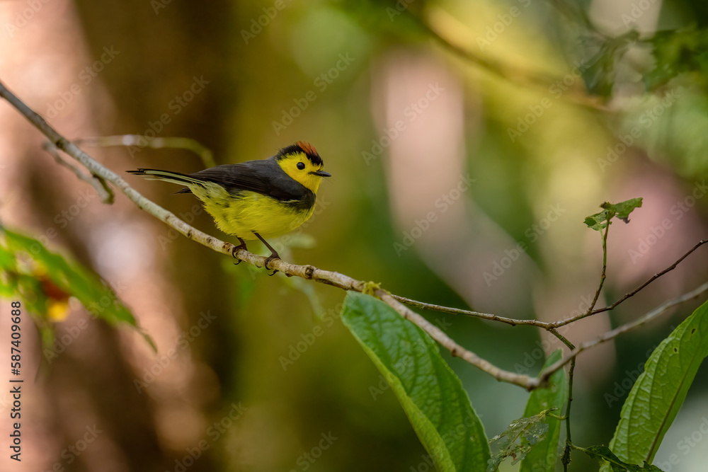 Collared Whitestart Myioborus torquatus, beautiful small shy perching bird from Central