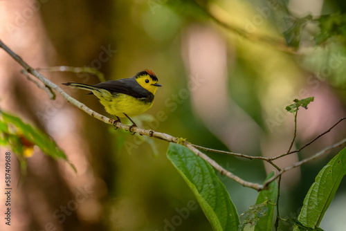Collared Whitestart - Myioborus torquatus, beautiful small shy perching bird from Central America montane forests, Volcán, Panama. photo