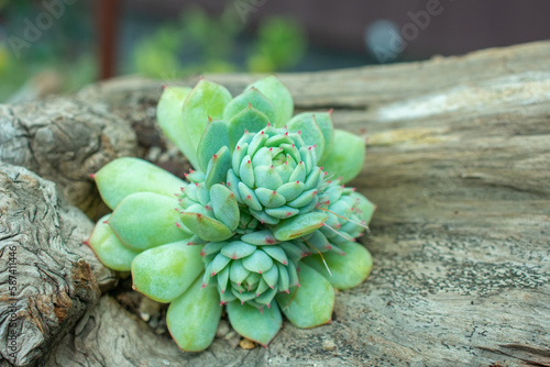 close up of Mexican rose | Echeveria elegans