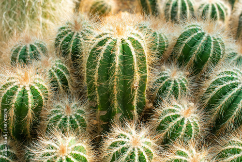 cactus in bunch   Parodia magnifica