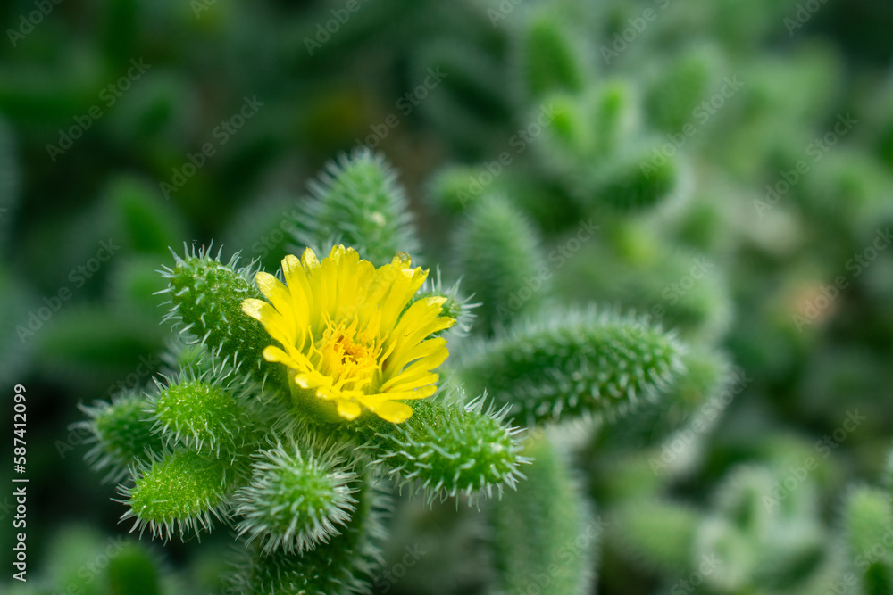 close up of Pickle Cactus flower | Ice Plant | Delosperma 