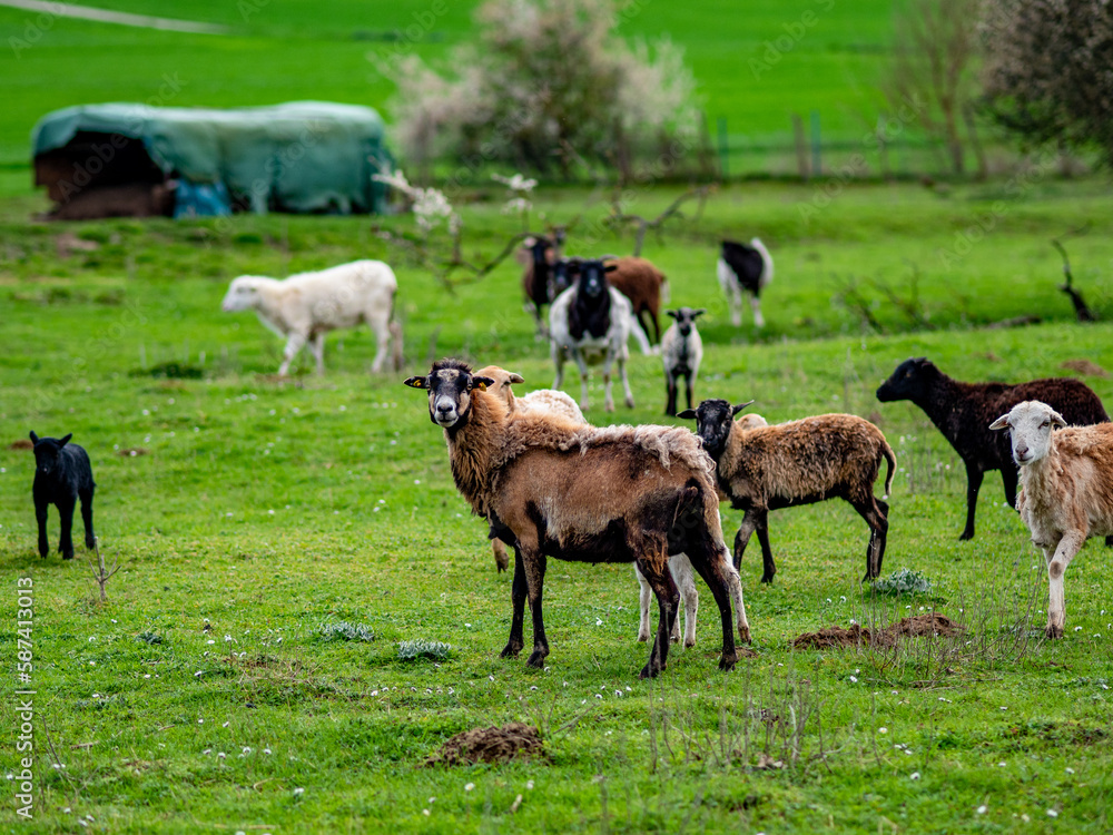 Kleine Schafherde auf einer Weide im Frühjahr Kleine Schafherde auf einer Weide im Frühjahr