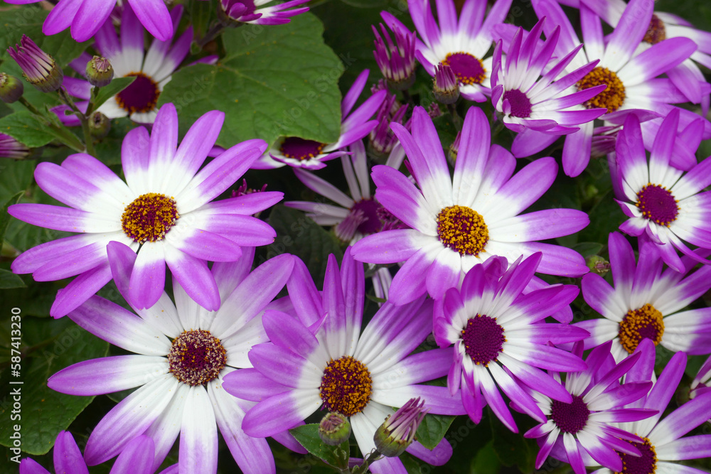 lilafarbene Aschenblume lilafarbene Aschenblume